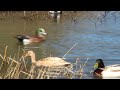 Male and Female Mallard Duck