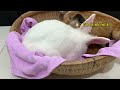 The rabbit disguised as a kitten fooled the mother cat, but was exposed by the duck 😂 So funny!