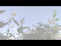 Flowering Helianthus tuberosus (Jerusalem Artichoke) In The Wind, Late September 2017