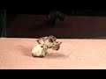 Venomous spiders in action! Black Widow and Funnel Spider in an EPIC encounter