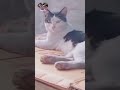 So Funny!  Funniest pets and beautiful girls 2024 😅❤️ New Cute Animals 2024