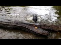 Pitbull chasing rocks