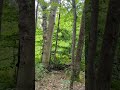 Bradley Farm Trail Mt. Greylock, Lanesborough, Massachusetts