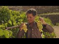 Yemeni Grapes: Ancient History, Uncertain Future