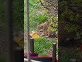 Raccoon Eating a Bag of Chips