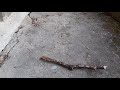 stick falling over (real life🤯)