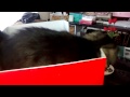 another cat, another box