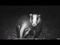 Badgers eating peanuts by the paddock gate