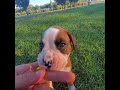 Boxer puppy playing outside