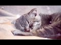 Cat Music - Relaxing Harp Music & Cat Purring Sounds / Stress Relief,  Anxiety Relief