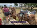Summer Land Camels: Australia's Largest Camel Farm & Dairy!