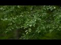 4K HDR Forest Rain - Rain Sounds for Sleep & Relaxation - 10 Hours - Raindrops on Fresh Green Leaves