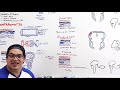 Subdural Hematoma | Anatomy, Etiology, Pathophysiology, Clinical Features, Treatment