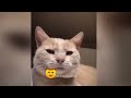 YOU LAUGH YOU LOSE😜Best Funny Animals Video 2024😿🐶