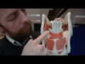 Larynx anatomy