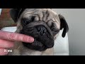 Pug Puppy Bath Routine + How To Properly Clean Face Folds