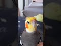 Monty The Naughty Cockatiel's weekly moments. ❤️❤️part 46❤️❤️ #monty #viral