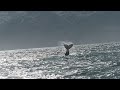 Wale watching  at husavik amazing experience beauty full animals