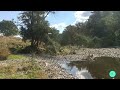 Natural River tree with music and natural sounds, relaxing, calming, beautiful with wildlife ASMR