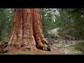 Sequoia and Kings Canyon National Parks Vacation Travel Guide I Expedia