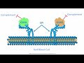 Complement for the USMLE Step 1