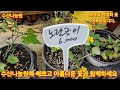 1490회. 수산나농원에 오셔서 아름다운 꽃과 함께하세요 너무 예뻐요.