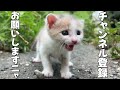 育児放棄された子猫を保護しました【野良猫・保護猫】