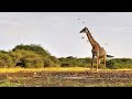 Awe-Inspiring Sight: Observing a Giraffe's Unique Drinking Technique