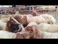 08 ağustos perşembe Kadirli canlı hayvan pazarı. livestock sales