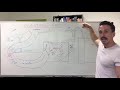 Fat Digestion - Lipolysis & Lipid Transport