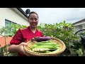 PETIK SAYUR TEPI RUMAH UNTUK LAUK | MASAK BUBUR UNTUK SARAPAN