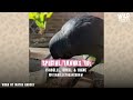 Wild Crow Becomes Best Friends With This Family  | The Dodo Wild Hearts