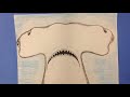 How to Draw a Hammerhead Shark Step by Step Part 2