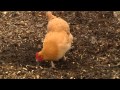 Top Reasons NOT to get Chickens - Backyard Chickens