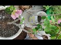 #terracegarden # gardening#viral # video# Aaj Fir se report bougainvillea plant