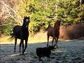 horses_frostyday.wmv