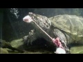 Snapping Turtle Eats 3 Adult Mice