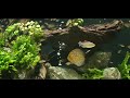 Planted Discus Aquarium - 3.2m Aquascape