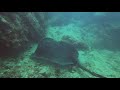 Massive 2 meter Purple Marbled Sting Ray, Phuket Shark point, Ko Phi Phi Thailand