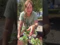 Time to cut the sweet potato slips! ❤️ 🌱 #garden #selfsufficient #planting