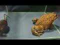 Amazing Asian Bullfrog Tries To Eat Big Centipede!! Warning Live Feeding