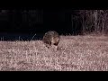 Coyote attacks unleashed pet dog