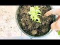 बेबी सनरोज़ प्लांट को कटिंग से कैसे ग्रो करें।How to grow baby sunrose plant by cutting..