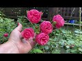 A Closer Look | Pomponella Rose