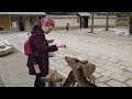 Japanese bowing deer in Nara try to eat coat, plastic bag