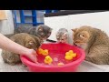 Funniest Animals 2023 😂 Funny Cats and Dogs Videos 😺🐶 Part 522