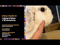 Bunny Thumps At Mom When He's Mad | The Dodo