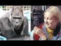 Koko The Talking Gorilla