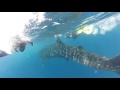 Kaseff Ride Along with the Whale Sharks