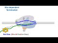 Transcription in prokaryotes